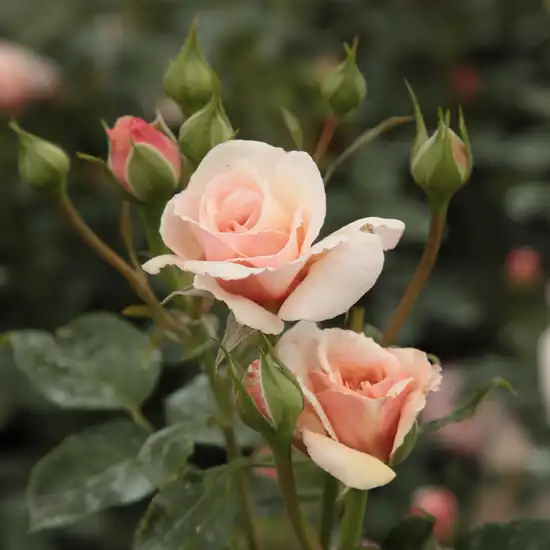 Rosa Pacific™ - galben - trandafir pentru straturi Grandiflora - Floribunda